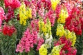 Variety of beautiful Antirrhinum majus or Snapdragon flowers red, white, pink and yellow colors in the garden Royalty Free Stock Photo