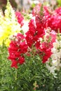 Variety of beautiful Antirrhinum majus or Snapdragon flowers in red, white and yellow colors in the greek garden Royalty Free Stock Photo