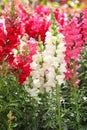 Variety of beautiful Antirrhinum majus or Snapdragon flowers in white, pink and red colors in the garden Royalty Free Stock Photo