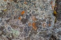 Lichen Variety on Rock