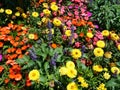 A variety of colorful flowers growing in a garden Royalty Free Stock Photo