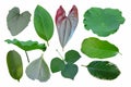 Variety beautiful leaves of tropical tree collection