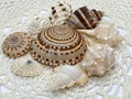 A variety of beautiful seashells in cream, tan and brown