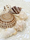 A variety of beautiful seashells in cream, tan and brown