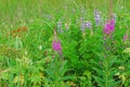 FLOWERS- Alaska- Beautiful Summer Wildflowers