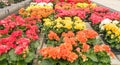 Variety of begonias flowers