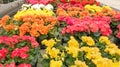 Variety of begonias flowers