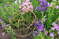 Variety of bell shaped flowers and wicker spherical composition in landscaping. Campanula champion, Canterbury Bells