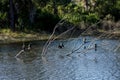 A variety of birds including Anhingas perched on dead tree branches in Florida Royalty Free Stock Photo