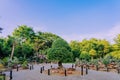 Variety of Bonsai trees were planted in pots