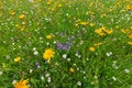 Variety of bright wild flowers in an Alpine meadow in the Italian Alps