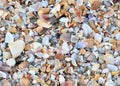Variety of broken seashells