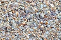 Variety of broken seashells Royalty Free Stock Photo
