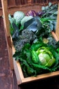 Variety of cabbages in wooden basket on brown background. Harvest. Close up. Royalty Free Stock Photo