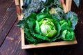 Variety of cabbages in wooden basket on brown background. Harvest. Close up. Royalty Free Stock Photo