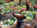 Variety of cactus in clay pots, garden market Royalty Free Stock Photo