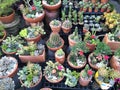 Variety of cactus in clay pots, garden market Royalty Free Stock Photo