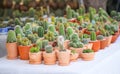 Variety of cactus colorful  flowers in small brown pot group on white  table background Royalty Free Stock Photo