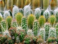 Variety of cactus flowers in a row