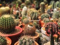 Variety cactus in the garden, hobbie in home. Stay home with cactus garden.