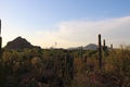 A variety of cactus species at sunset in the Saguaro National Park Royalty Free Stock Photo