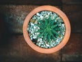 Variety of cactus and succulent plants in the pot. Top view. Corner border against a mortar background with copy space. Royalty Free Stock Photo