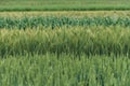 Variety of cereal crops growing in field
