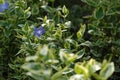 Vinca major var. variegata