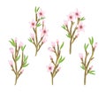 Variety of Cherry Blossom set