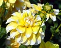 Variety of chrysanthemum bahama lemon dahlia , one flower in close-up,