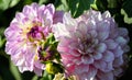 Variety of chrysanthemum carolina moon asteraceae plant, lilac bright