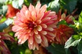 Variety of chrysanthemum crazy legs dahlia , one flower in close-up, one large orange-red-pink flowe Royalty Free Stock Photo