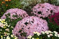 Chrysanthemum Flowers on Flower Bed in Garden Royalty Free Stock Photo