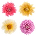 Variety chrysanthemum flowers