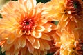 Variety of chrysanthemum kids stuff asteraceae plant, three large orange flowers Royalty Free Stock Photo