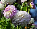 Variety of chrysanthemum midnight moon asteraceae plant,