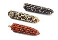 Variety of cobs of corn isolated on white background Royalty Free Stock Photo