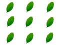 Variety collection design of green leaves