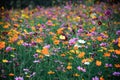 Variety color of flowers on the field