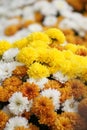 A variety of colored chrysanthemums placed together to make a Thanksgiving dispplay.
