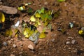 A variety of colorful butterflies are looking for food sources on the soil that are salt and rich in minerals