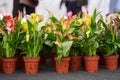 Variety of colorful calla flowers Royalty Free Stock Photo