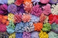 a variety of colorful corals arranged in a photographic collage