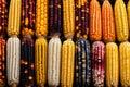 Variety of colorful corn. Autumn market. Generative AI