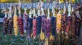 Variety of colorful corn cobs hanging on wooden fence Royalty Free Stock Photo