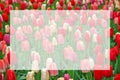 Variety of colorful dutch tulips blurred background with semi transparent blank white text frame.