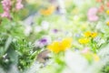 Variety of colorful flowers on flowerbed in a park, blurred background Royalty Free Stock Photo