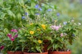 A variety of colorful flowers growing in terracotta pots in the garden
