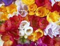 Variety of colorful freesia flowers close up Royalty Free Stock Photo