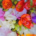 Colorful freesia flowers top view, natural background Royalty Free Stock Photo